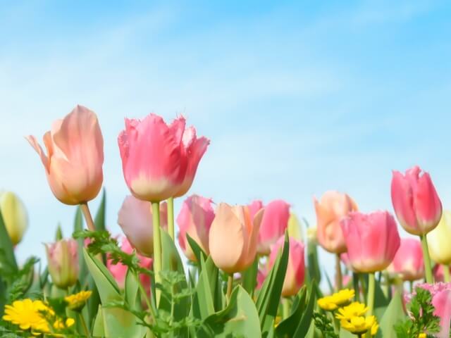 プレイリストに追加したい春をテーマにした楽曲