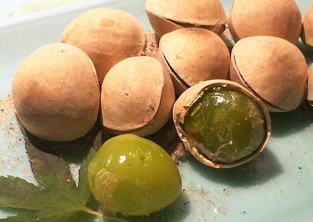 BBQで秋の味覚・銀杏を味わおう♪<br>下処理やおすすめ調理法などを紹介