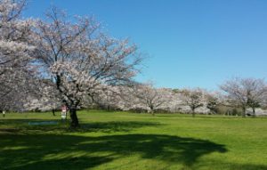 桜広場