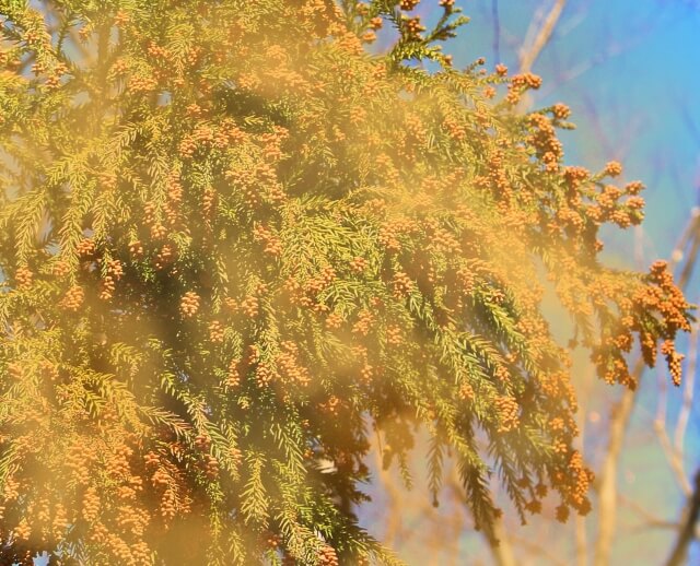 ツラい花粉症の基礎知識と屋外での対処法