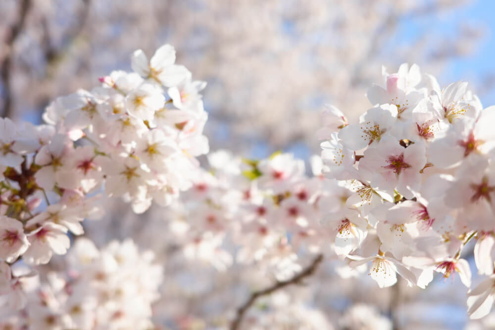 大仙公園バーベキューエリア完全ガイド【2026年最新】